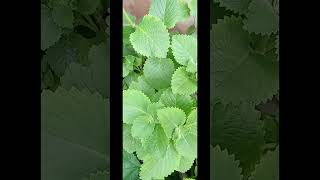08033193602 How to know and grow Oregano plant step by step #oregano #oreganoil #oreganoplants