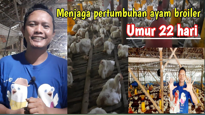 Ayam broiler yang dipanen umur 22 hari lebih menguntungkan karena