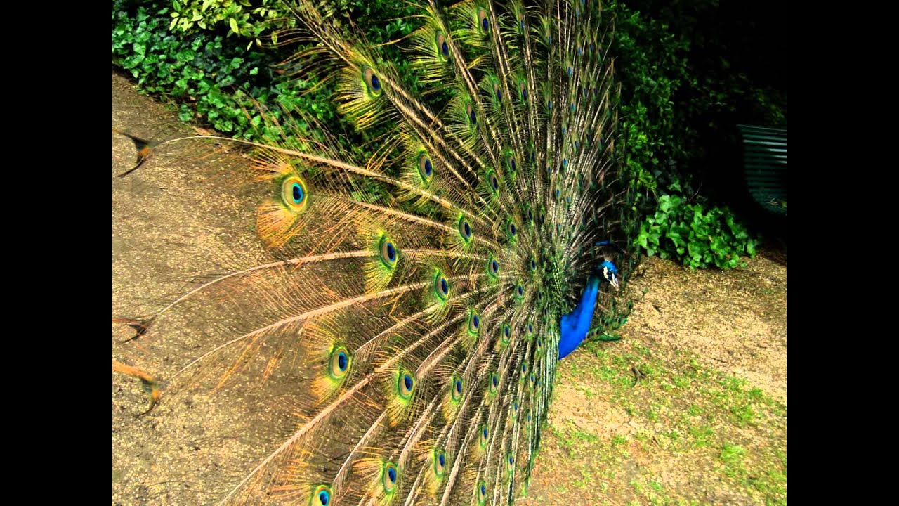 Jardin De Bagatelle Printemps Youtube