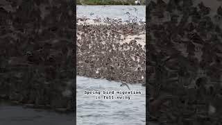 Spring bird migration in full swing