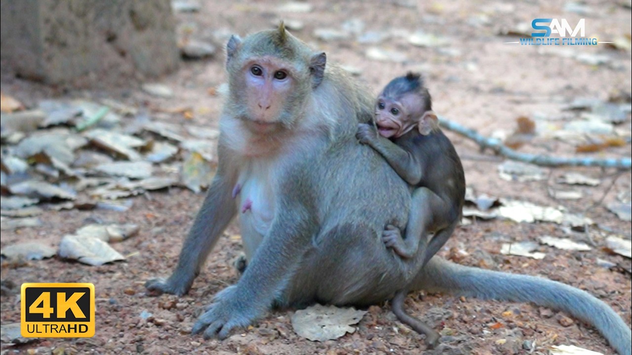 Learning to Wait: BUTTON's Parenting Method Explained