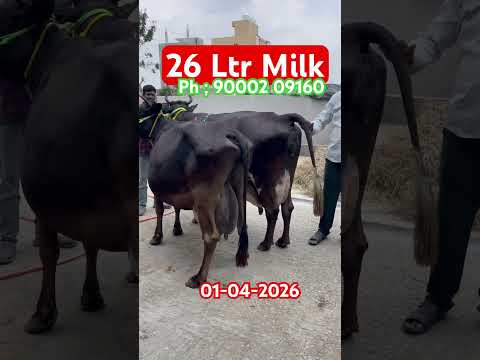 cow & bull market #cow #dairyfarm #@lksa1506 #punganuru