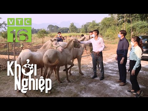 Video: Làm việc với Ngựa Dự thảo trong một trang trại nhỏ, bền vững