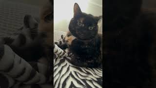 Arguing with a Tortie 101