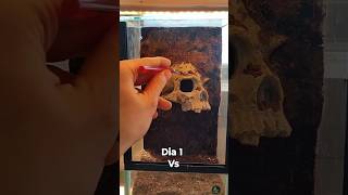Día 1 vs día 150 #terrarios #terrarium Día 1 vs día 150 #terrarios #terrarium