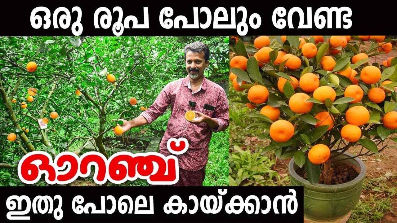 ഓറഞ്ച് ഭ്രാന്ത് പിടിച്ചത് പോലെ കായ്ക്കാന്‍ | തൈകളും ഞങ്ങള്‍ തരാം | അനേകം വിദേശ ഫല തൈകളും | EXOTIC
