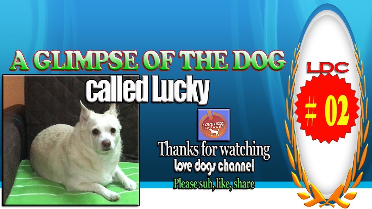 A glimpse of the dog called Lucky - LDC 02 - YouTube