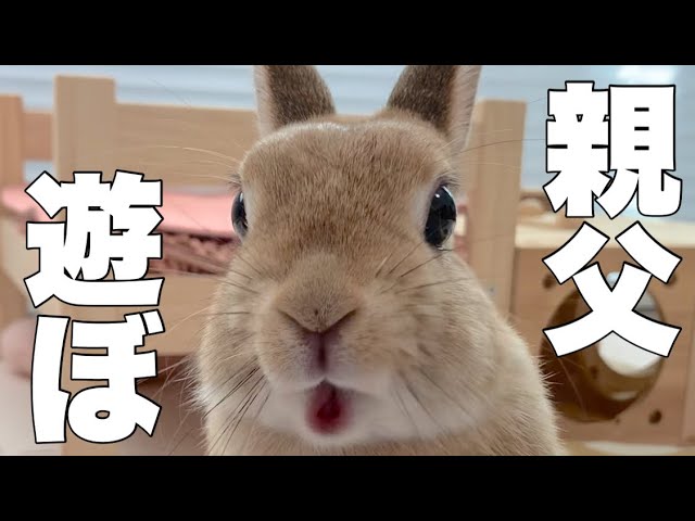 Episode 1] The Rabbit Who Gained Incredible Power Runs Wild With