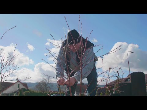 Video: Zahradní borůvky: výsadba a péče