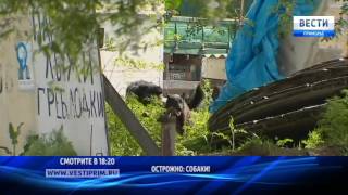 «Вести: Приморье»: В крае все чаще собаки нападают на людей «Вести: Приморье»: В крае все чаще собаки нападают на людей