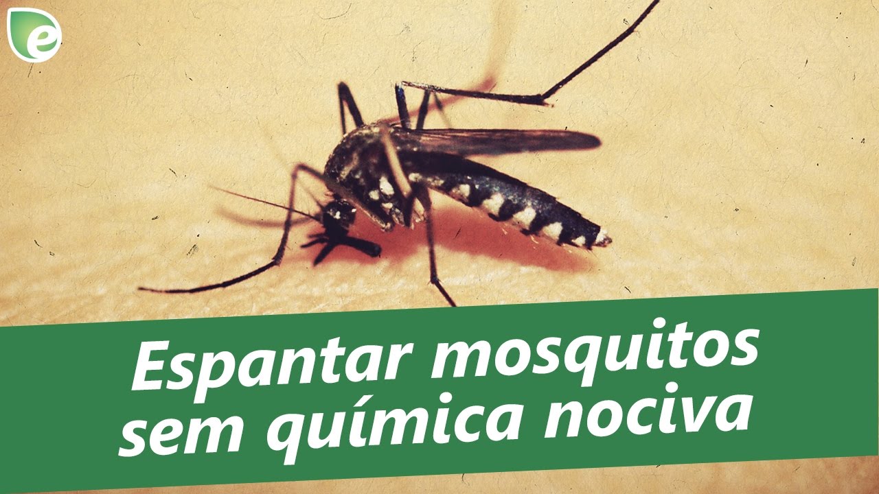 Crias de mosquitos