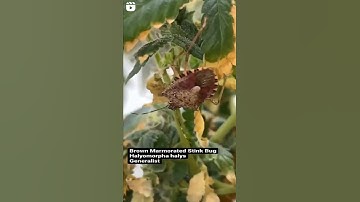 Brown Marmorated Stink Bug #Halyomorpha #halys