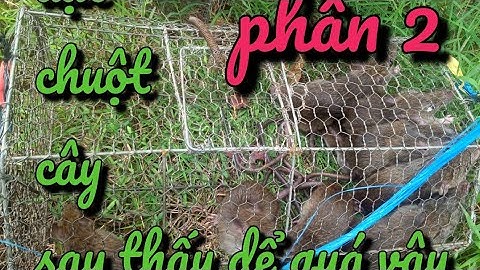 ( phần 2 ) Đặt chuột trên cây ( cuộc săn bắt của ba anh em )
