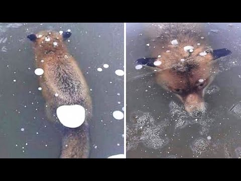 Video: Giftige Algen In Zoet Water Doden Honden In De VS