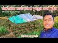मेरो गोल्भेडा सृजनालाई यस्तो छाप्रो बनाईयो र यति ठुलो / Tomato Golbheda Ropne / Bhuwan Singh Thapa