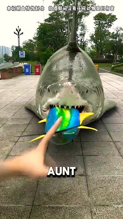 The Shark’s Belly Exploded 😂