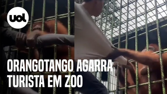 Tédio no zoo: fotógrafo registra bocejo de orangotango