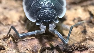 Porcellio hoffmanseggi Isopod Care Guide