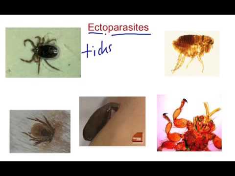 Ectoparasites - YouTube