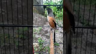 Download Lagu CENDET SUPER PEDAS TENGKEK VS GEREJA TARUNG MP3