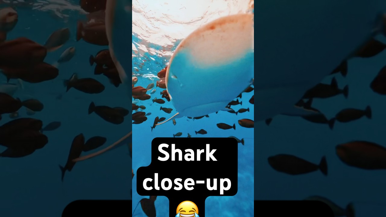 #shark #viral #sharks #scuba #ocean