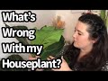 How to troubleshoot house plant problems novice garden