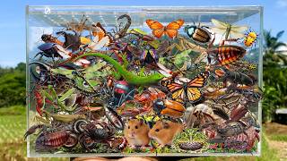 I Am catching insects in the garden, I got grasshopper, Cockroach, Spider, Beetle, Fish, Mantis