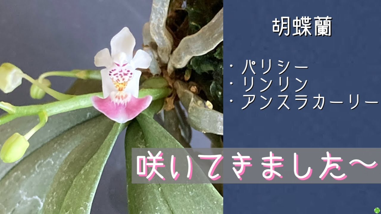 April 29, 2026 Phalaenopsis orchids: ?Parisii ?Linlin 