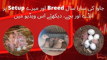 Java Finch Breeding Progress 23 June 2022 #javafinch #fawnjava #javasparrow