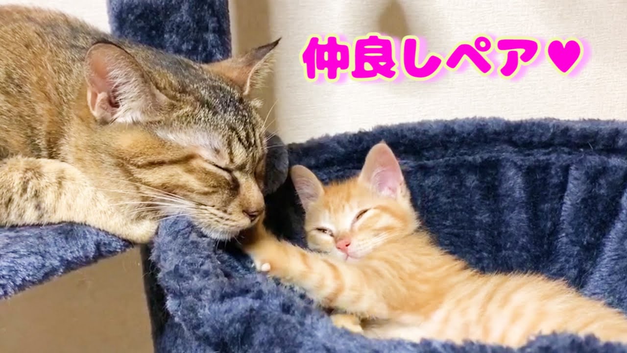 とまらない 膝の上で甘えまくる猫の ゴロゴロ音
