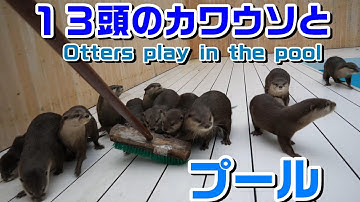 カワウソ大家族が巨大プールで遊びますOtter large family play in huge pool