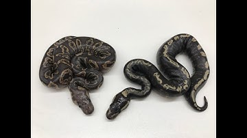 Wicked Clown Ball Pythons are hatching and maybe a Triple Recessive!