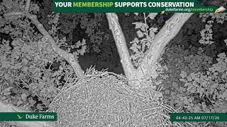 Duke Farms Eagle Cam