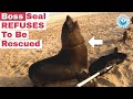 Boss Seal REFUSES To Be Rescued