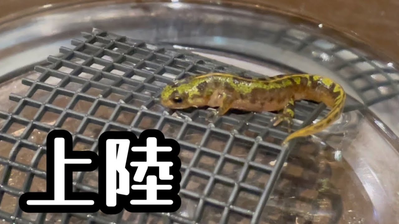 【マダライモリ】【幼生3匹】 最後のマダライモリ幼生が上陸しました - YouTube