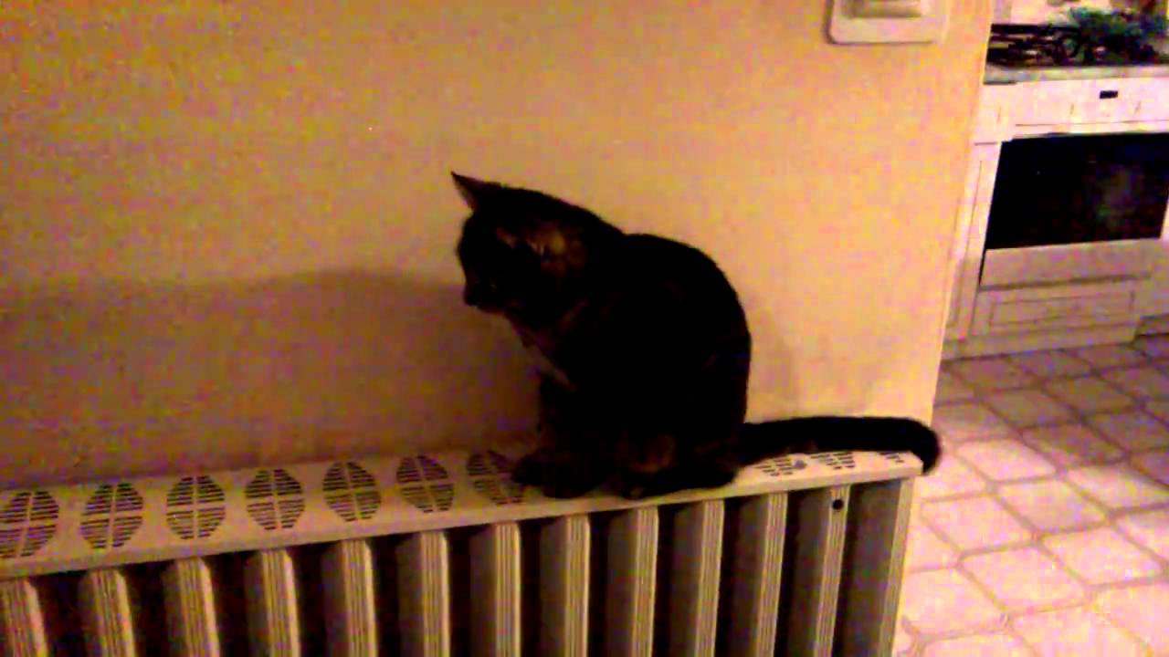 Cat Proximity Sensor YouTube