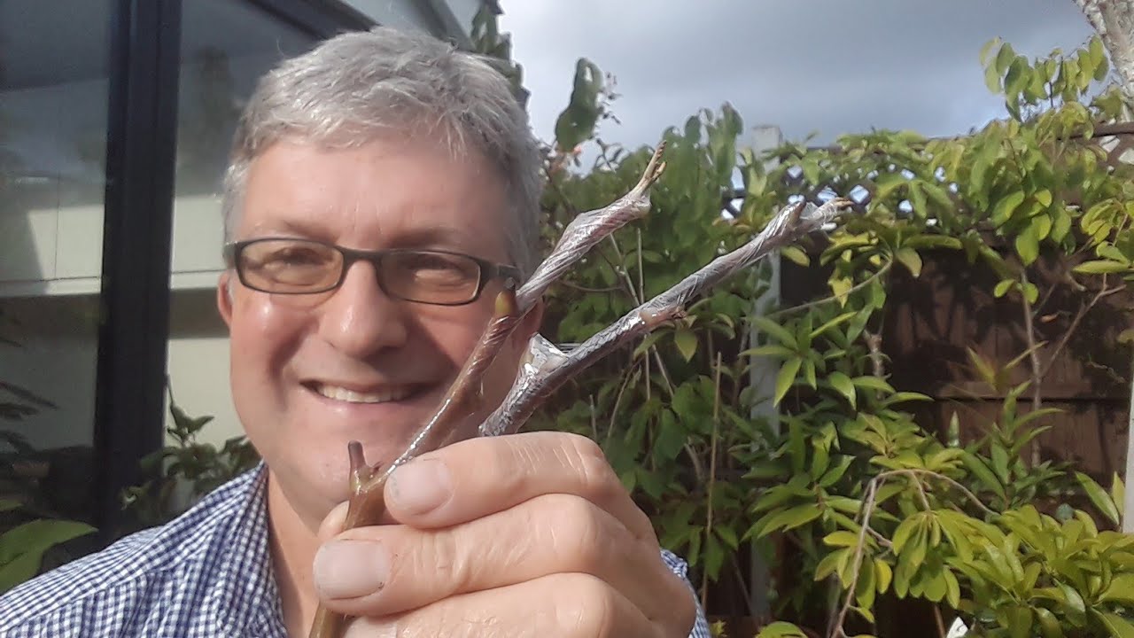 Carob Tree Roots Carob tree, experimenting with attempting to root cuttings - YouTube