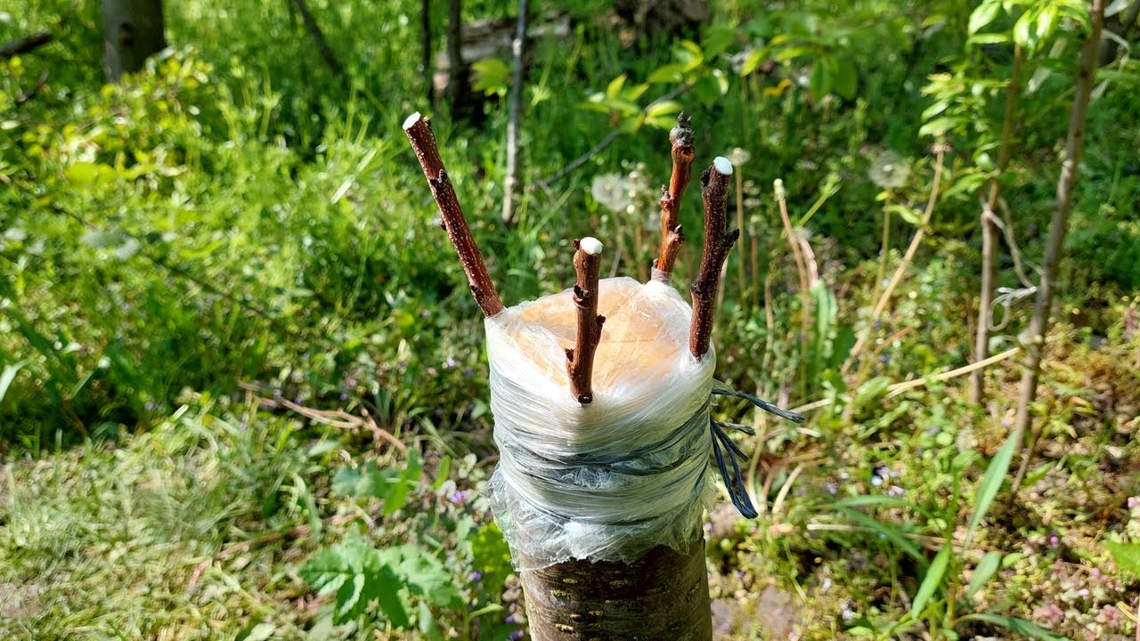 Прививка плодовых деревьев (Замена сорта плодов на уже привитый саженец)