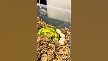 Green Tree Python Clutch #5 has landed. 🫡🐍🥚