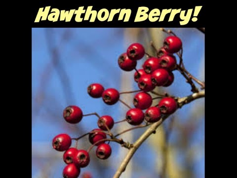 HAWTHORN Berries for Heart Health, Blood Pressure, Cholesterol & More!