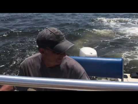 Humpback Whale Breaches Near a Boat Off New Jersey
