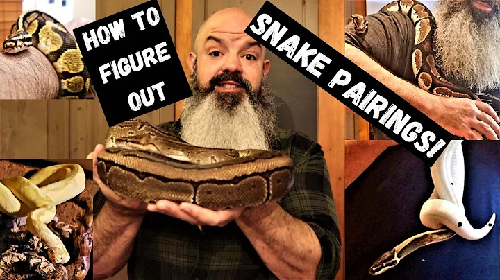 What Should I Pair With My Ball Python: How To Plan Breeding