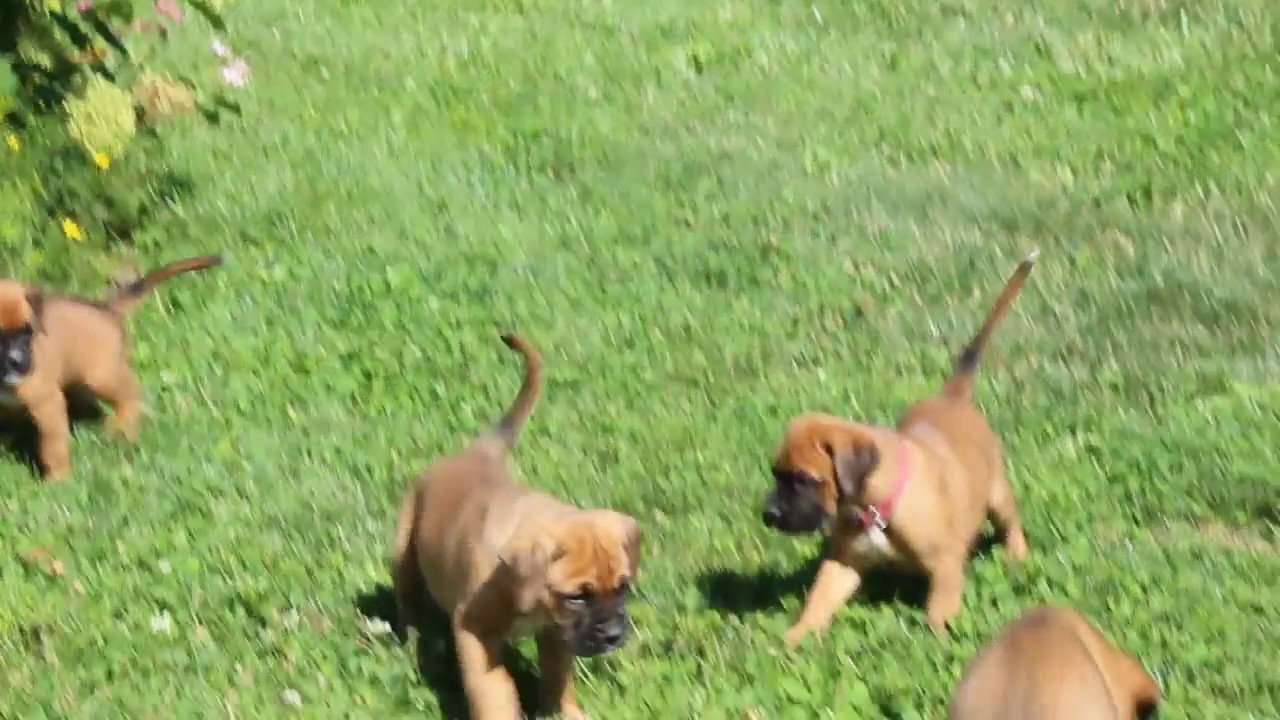 Boxer Mix Puppies For Sale - YouTube