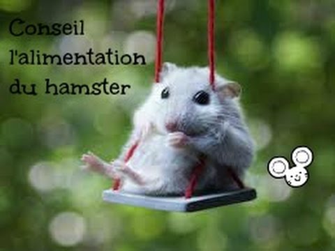 Conseil / L'alimentation du hamster ! - YouTube