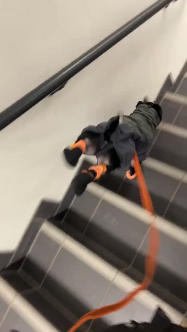 Staffy Masters The Stairs Like a Pro || ViralHog
