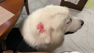 ずっとなでてて欲しいルンルンです greatpyrenees グレートピレニーズ