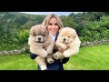 Chow chow puppies  dangerous to kids