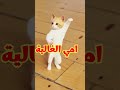 امي الغالية امي امي
