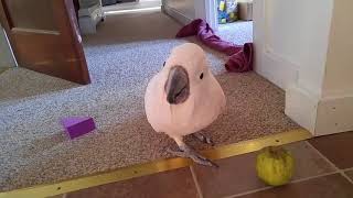 I Dont Want An Apple