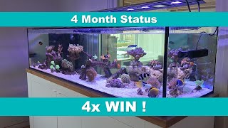 36 - 4 Month Status, 4x Win ! by Peter Reef 1,713 views 1 month ago 3 minutes, 48 seconds